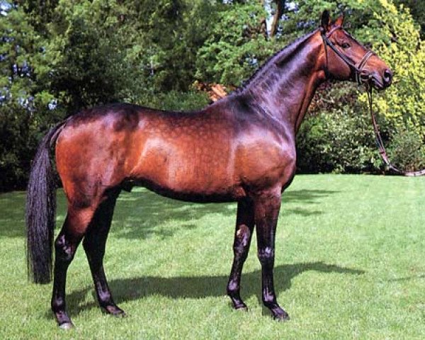 stallion Traumdeuter (Trakehner, 1981, from Arogno)