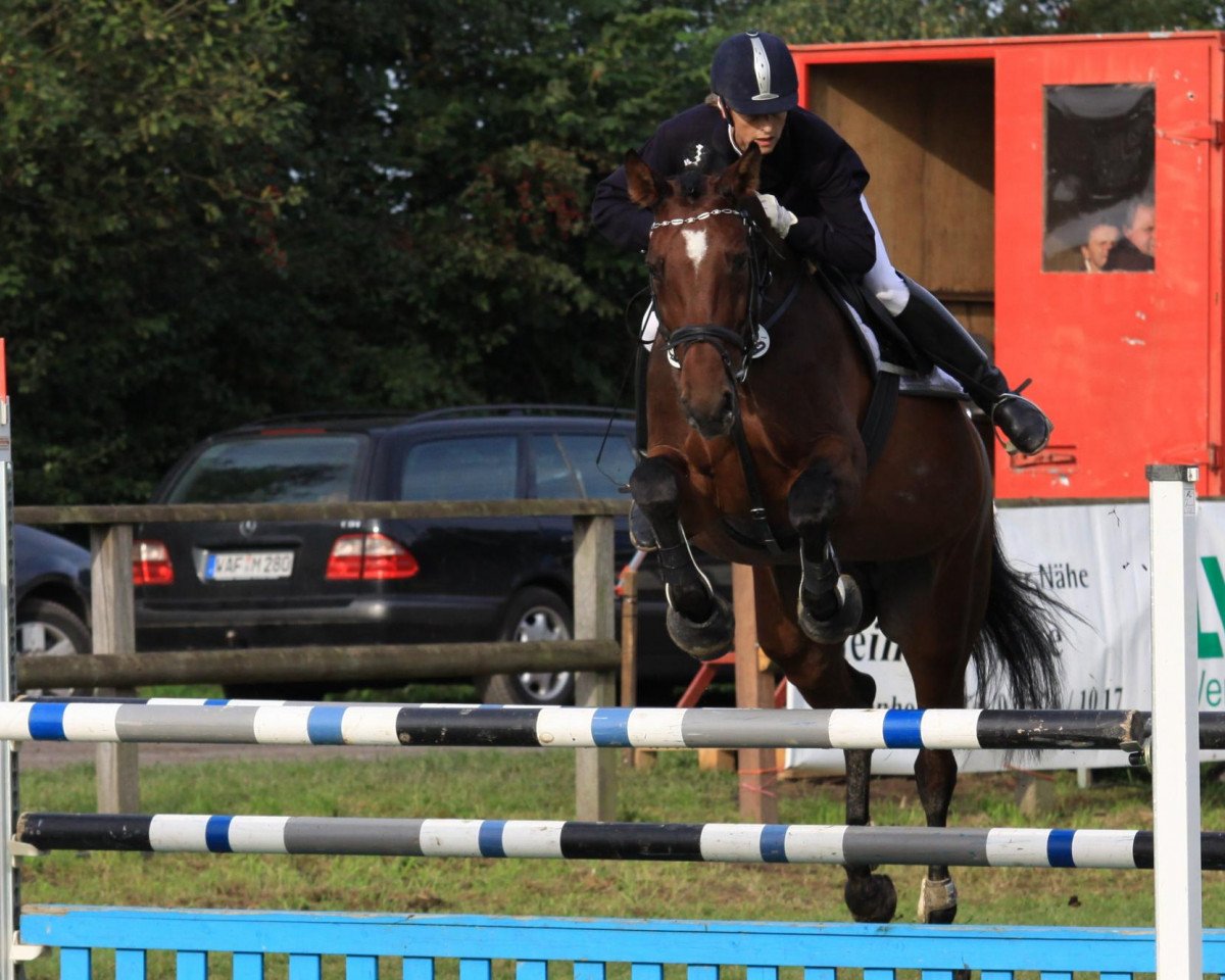 Springpferd Lillymay (Westfale, 1999, von Landstreicher)