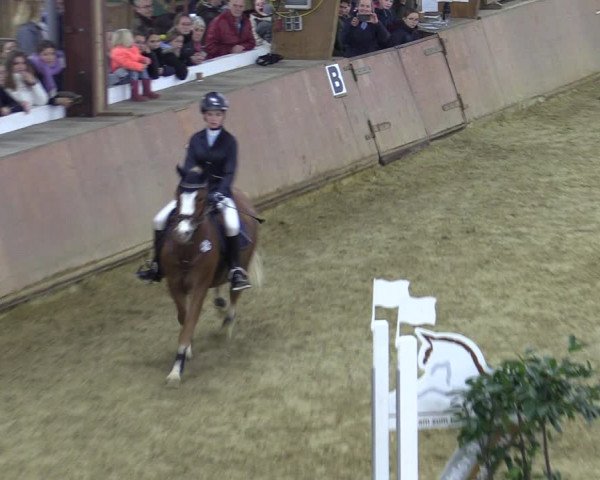 Reitturnier Bad Salzuflen 2022