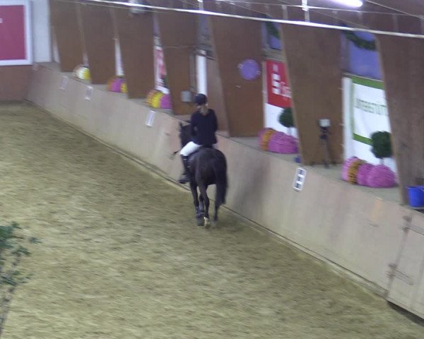 Reitturnier Bad Salzuflen 2022