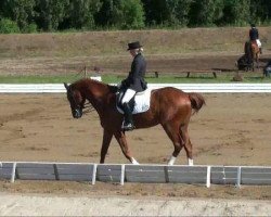 dressage horse Laurenz 26 (Oldenburg, 2004, from Laurentio)