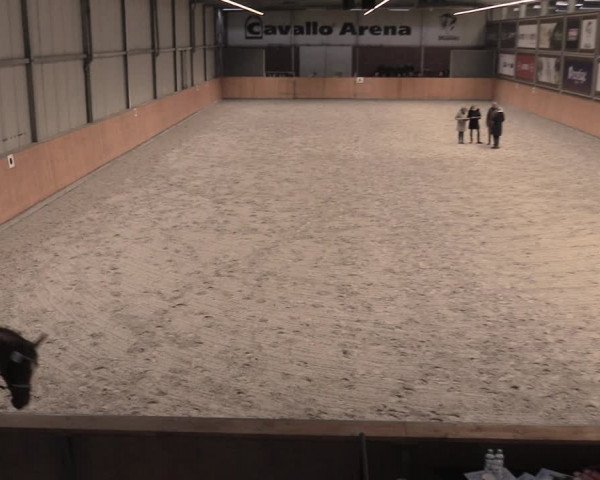 Reitturnier Güstrow/Cavallo Arena 2022