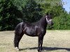 Dressurpferd Très Jolie (Welsh-Cob (Sek. D), 2008, von Trouble's Boy)