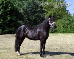 dressage horse Très Jolie (Welsh-Cob (Sek. D), 2008, from Trouble's Boy)