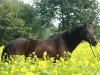 dressage horse Newport (German Riding Pony, 1994, from Nansen)