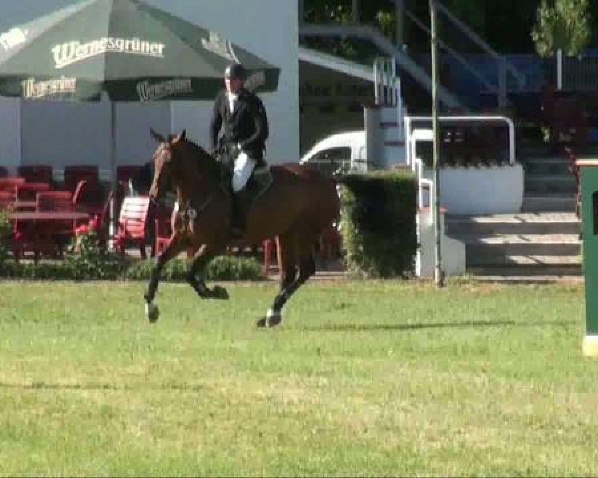 broodmare Laila 362 (German Warmblood, 2006, from Ludwig von Bayern 168 FIN)