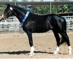 stallion Pyatt Charly (Trakehner, 1997, from Charly Chaplin)