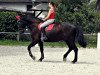 horse Catago S (Oldenburg, 1993, from Contango)