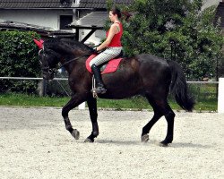 horse Catago S (Oldenburg, 1993, from Contango)