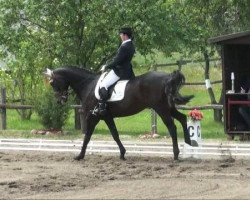 dressage horse Denver 182 (German Sport Horse, 2003, from Donnersmarck)