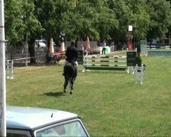 stallion Chemnitz B (Oldenburg show jumper, 2003, from Contender)