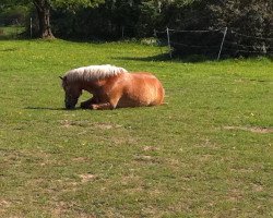 dressage horse Lady 1780 (Aveligneser / Italian Haflinger, 1998)