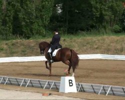 dressage horse Sir Primeur (KWPN (Royal Dutch Sporthorse), 1997, from Sion)