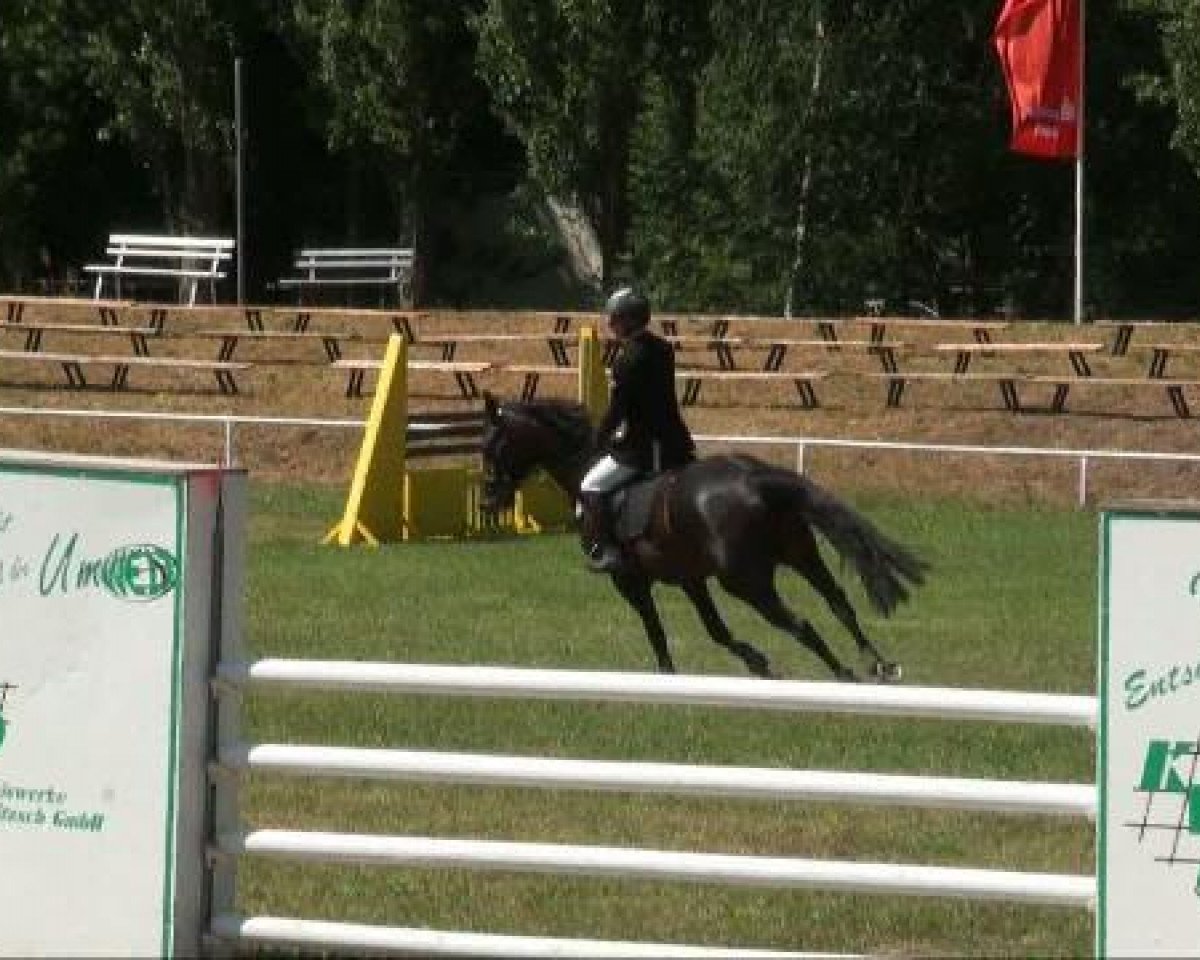 broodmare Aventina (German Sport Horse, 2005, from Acasino B)