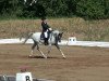 dressage horse El Samalon ox (Arabian thoroughbred, 2002, from El Nabila B ox)