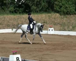 dressage horse El Samalon ox (Arabian thoroughbred, 2002, from El Nabila B ox)