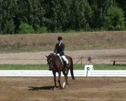 dressage horse Johnny Pony 2 (German Riding Pony, 2002, from Da Capo)