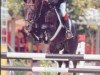 stallion Grabensee (Mecklenburg, 1987, from Grabensprung)