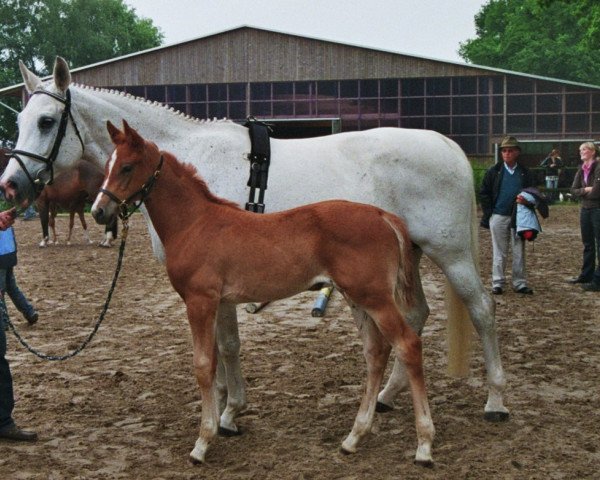 broodmare Rosalie (Westphalian, 1996, from Rosenkavalier)