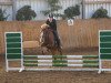 jumper Buffy (German Riding Pony, 2004, from Brillant's Golden Boy)