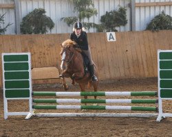 jumper Buffy (German Riding Pony, 2004, from Brillant's Golden Boy)