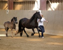 Pferd Rimmersgard Red Sky (Fell Pony, 2009, von Border Rambler)