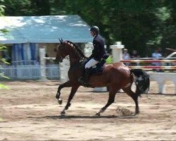 jumper Bg Sorento (German Sport Horse, 2005, from Saccor)