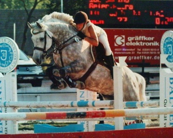 jumper Carino 416 (Polish Warmblood, 2000, from Corofinus)