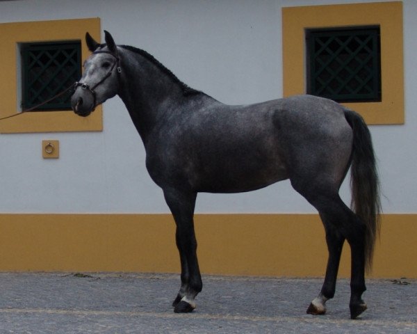 stallion Scaglietti (Trakehner, 2006, from Szeplak)