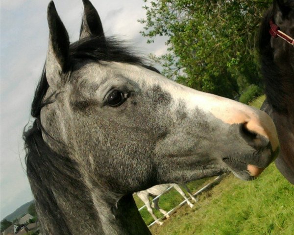 dressage horse Safira (Zweibrücken, 2009, from Sancisco)