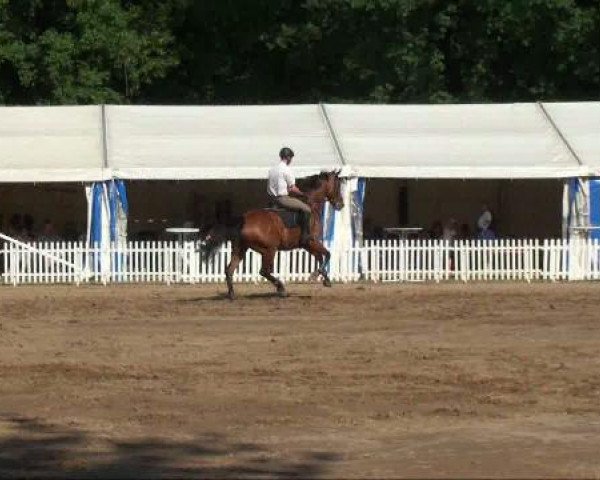 jumper Leander G (Oldenburg show jumper, 2002, from Landor S)