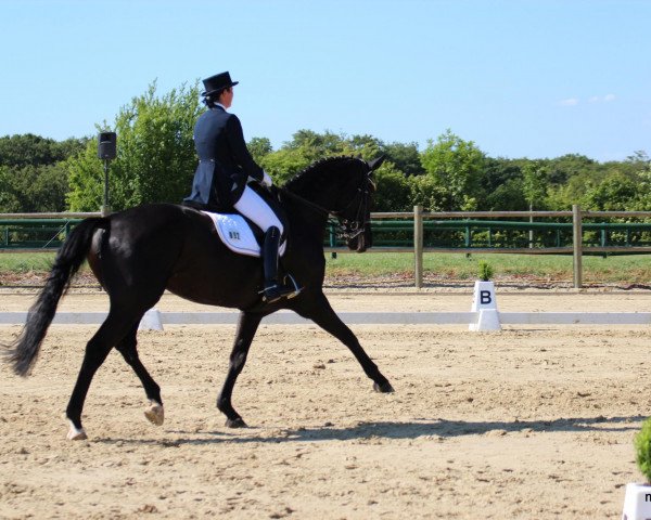 broodmare Henriette (Hanoverian, 1998, from Hohenstein I)