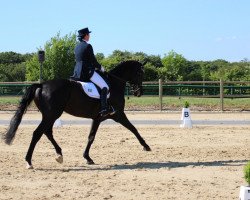 broodmare Henriette (Hanoverian, 1998, from Hohenstein I)