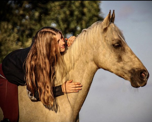 Pferd Khastiyel (Niederländisches Pony, 2012, von Kharamel GF ox)