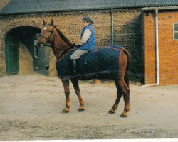 broodmare Weiola (Rhinelander, 1978, from Winzer)