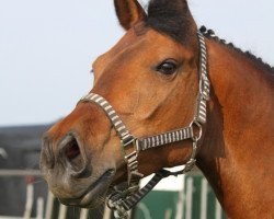 broodmare Candy (Little German Riding Horse, 2004, from Gerlof)