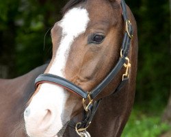 broodmare Dancing Girl 28 (Bavarian, 1998, from Pik Junior)