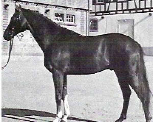 stallion Chinatown xx (Thoroughbred, 1978, from Town Boy xx)