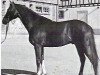 stallion Chinatown xx (Thoroughbred, 1978, from Town Boy xx)