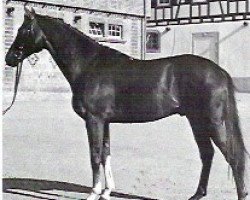 stallion Chinatown xx (Thoroughbred, 1978, from Town Boy xx)