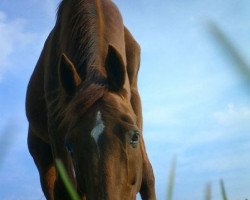 horse Chianty (Württemberger, 1989, from Chinatown xx)