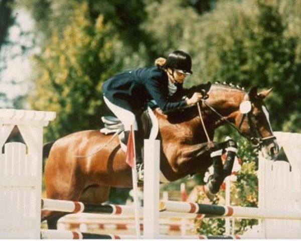 Deckhengst Melle Jerome (New-Forest-Pony, 1987, von Watershof Pretendent)