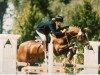 Deckhengst Melle Jerome (New-Forest-Pony, 1987, von Watershof Pretendent)