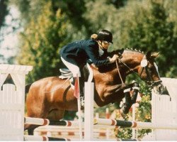 stallion Melle Jerome (New Forest Pony, 1987, from Watershof Pretendent)