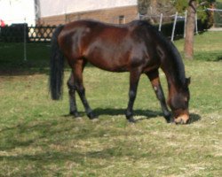 Pferd Lacaranda (Württemberger,  , von Lenys Lemon)