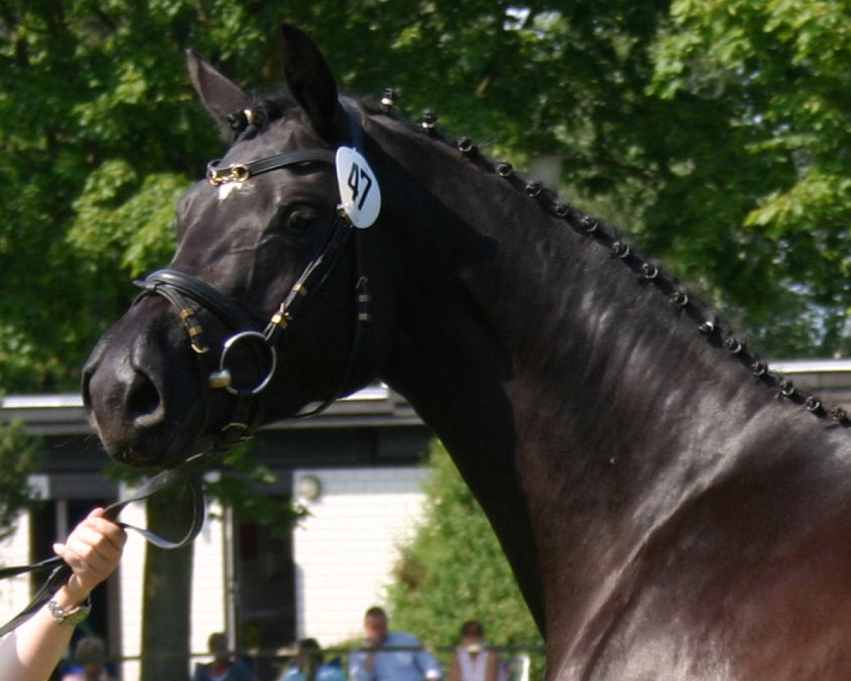 broodmare Highlight M (Hanoverian, 2005, from Hochadel)