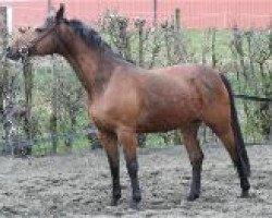 broodmare Duffy J (Westphalian, 2000, from Dinard L)