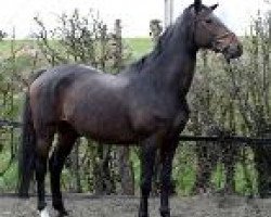 broodmare Cairo Girl (Holsteiner, 1997, from Cheenook)