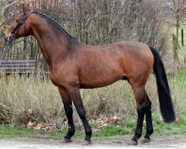 stallion Kulmann (Saxony-Anhaltiner, 1994, from Kolibri)