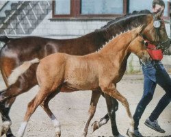 dressage horse Okawango's Daylight WL (German Riding Pony, 2022, from Okawango Alpha)